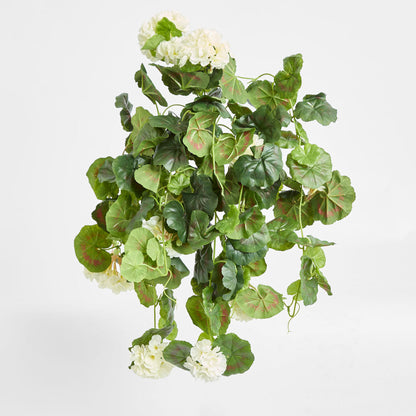Geranium Bush Trail 60cm Cream