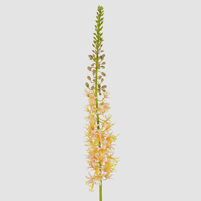 Eremurus Foxtail Stem 107cm Peach