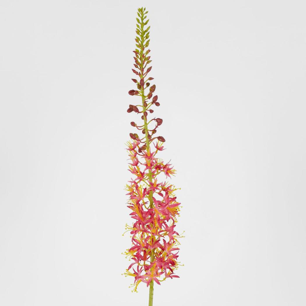 Eremurus Foxtail Stem 107cm Pink
