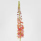 Eremurus Foxtail Stem 107cm Pink