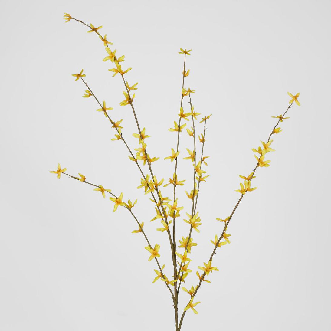 Forsythia Spray