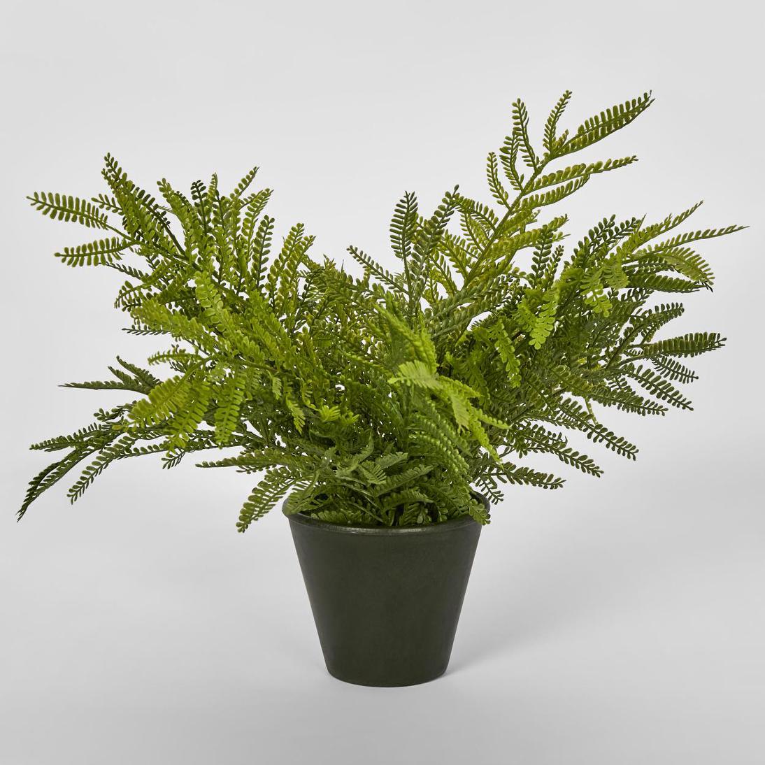 Fern Soft Touch in Black Pot