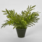 Fern Soft Touch in Black Pot
