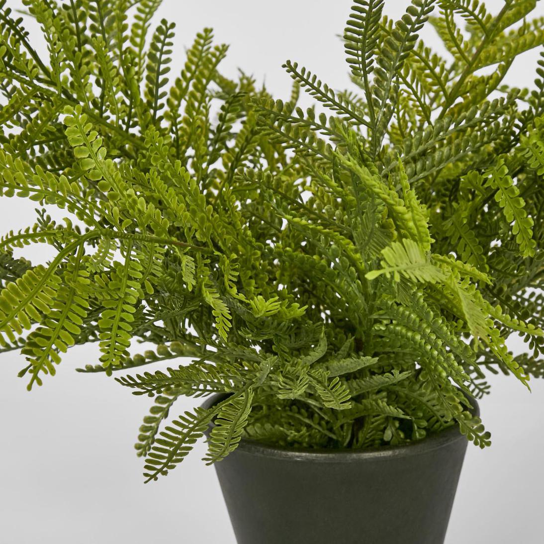 Fern Soft Touch in Black Pot