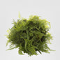 Fern Ball Mix 50cm