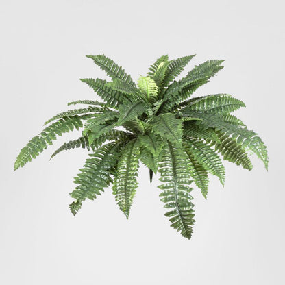 Fern Boston 80cm