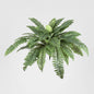 Fern Boston 80cm