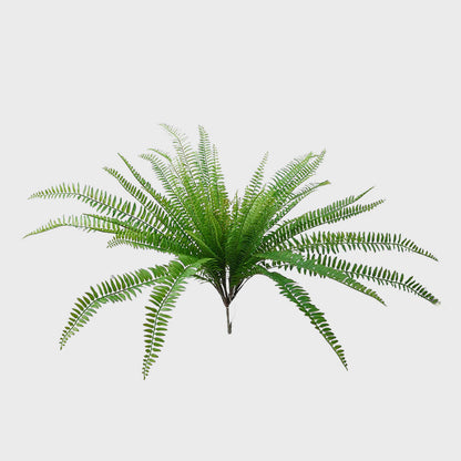 Boston Fern Bush 63cm