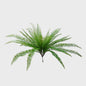 Boston Fern Bush 63cm