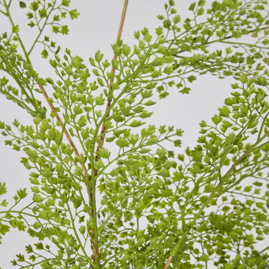 Maidenhair Fern Root Spray