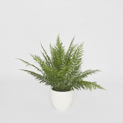 Fern in Magnesia Pot 71cm