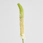 Fox Tail Stem 84cm Cream Green 6 pcs
