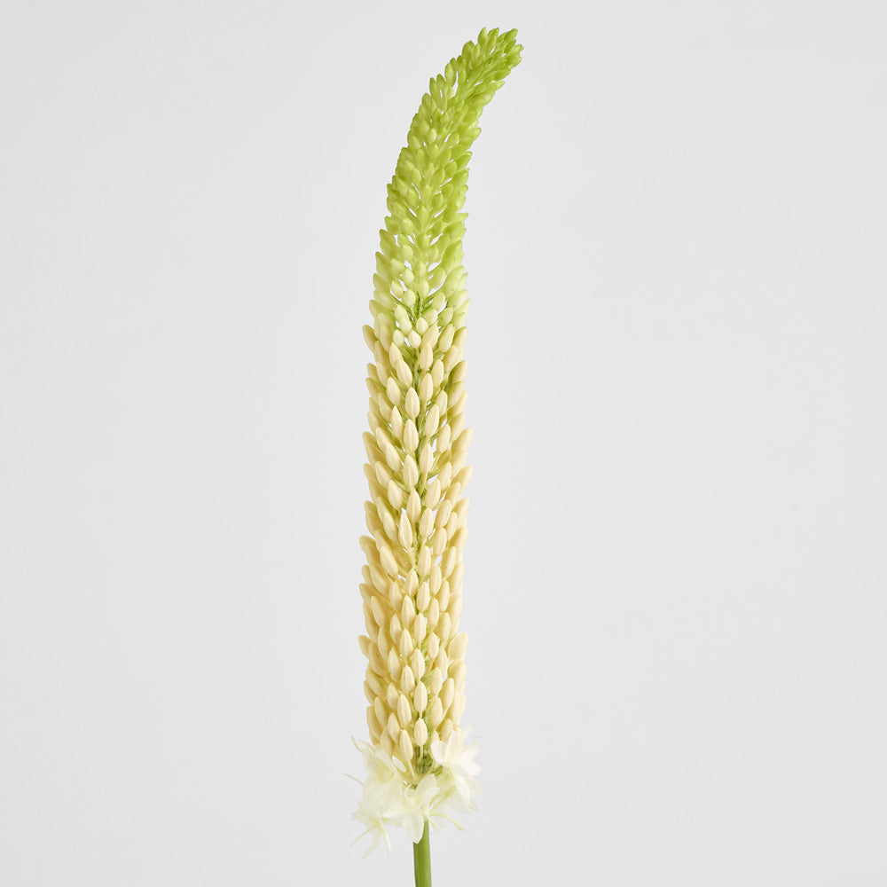 Fox Tail Stem 84cm Cream Green 6 pcs