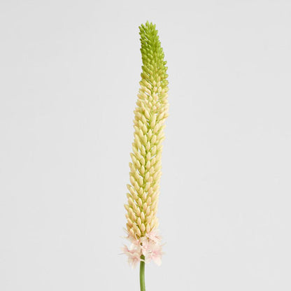 Fox Tail Stem 84cm Pink 6 pcs
