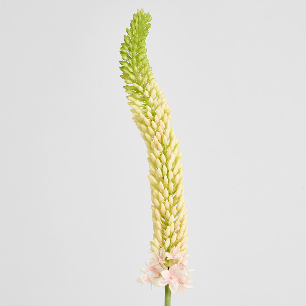 Fox Tail Stem 84cm Pink 6 pcs