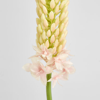 Fox Tail Stem 84cm Pink 6 pcs