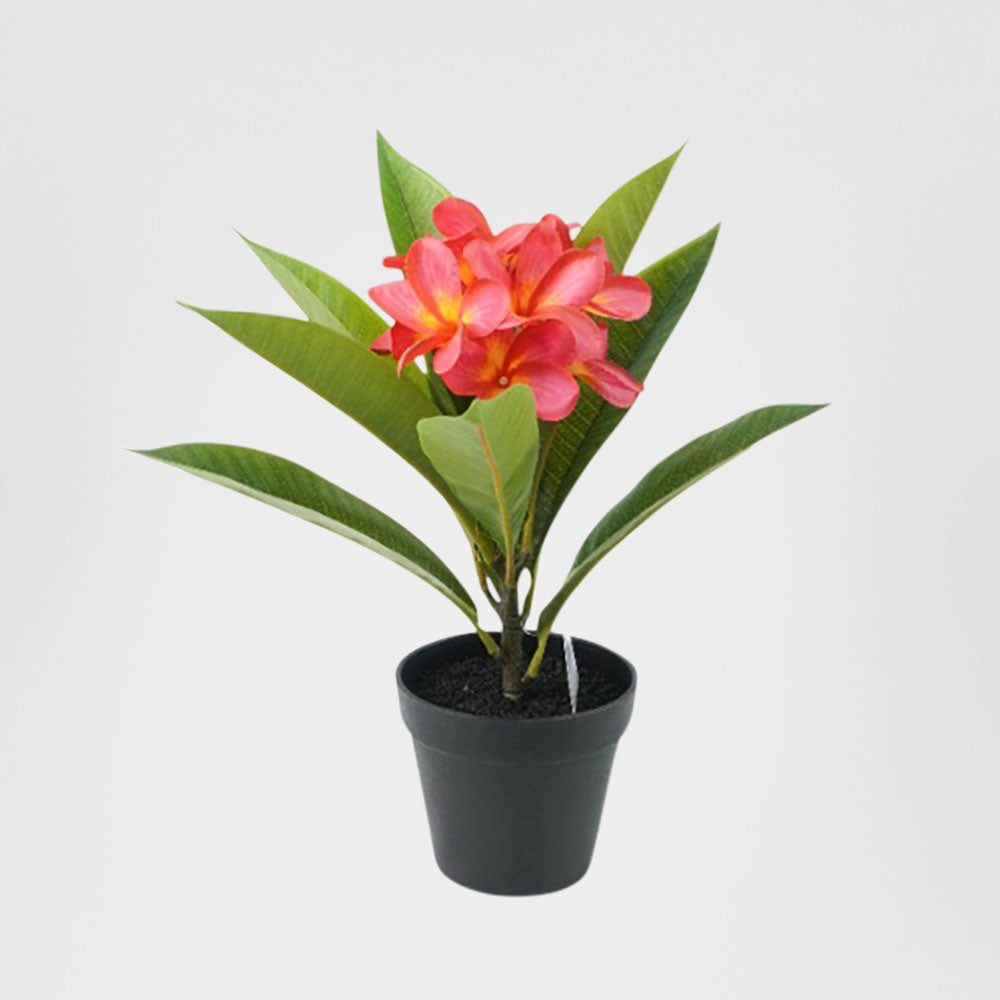 Frangipani Potted Red 34cm