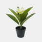Frangipani Potted White 34cm
