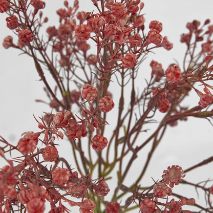Baby's Breath Bundle Pink 6 pcs