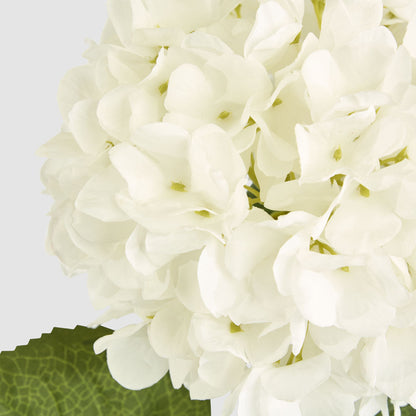 Hydrangea Claire Stem White 6 pcs