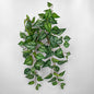 Trailing Variegated Bush UV Coated