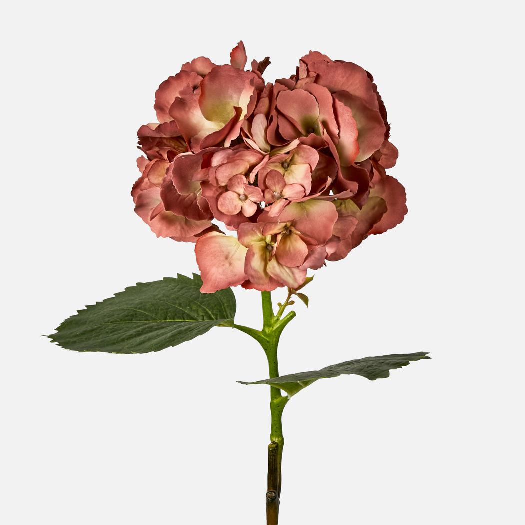 Hydrangea Large Stem With Leaves 75cm Rust