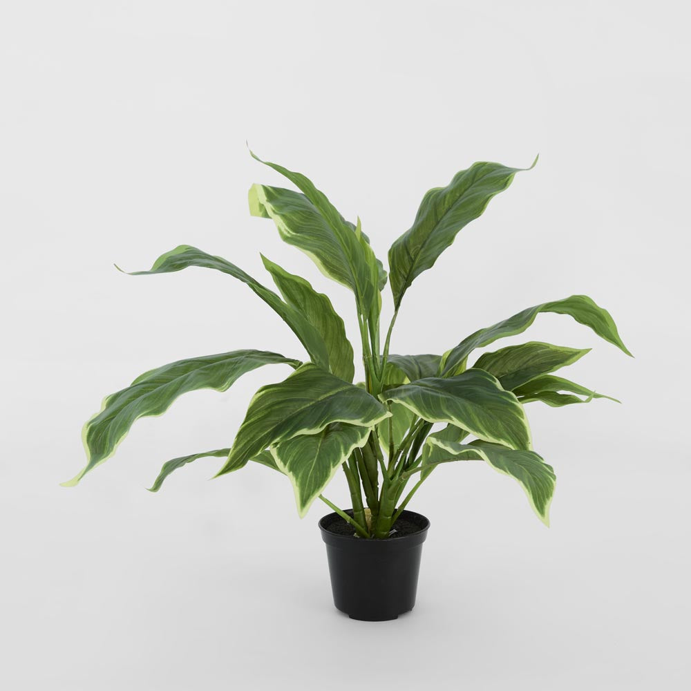 Hosta Plant Potted Real Touch 42cm