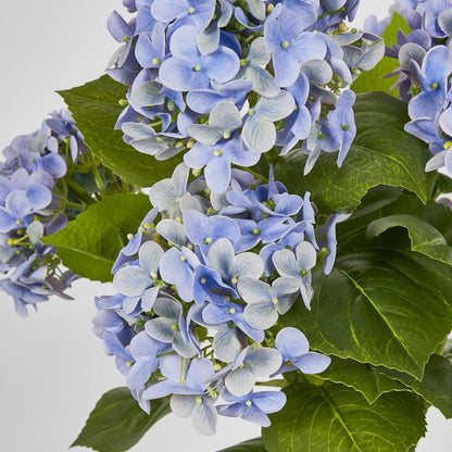 Hydrangea Potted Real Touch Blue 53cm