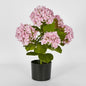 Hydrangea Potted Real Touch Pink 53cm