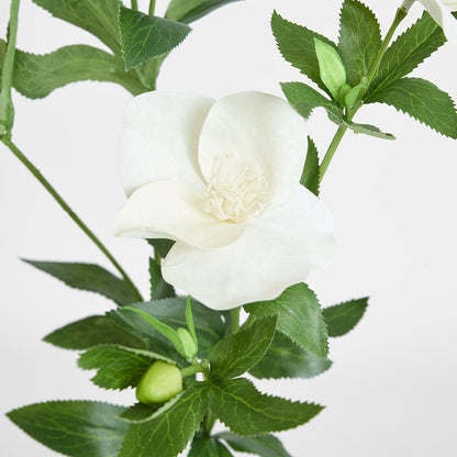 Helleborus Flower Spray 72cm White
