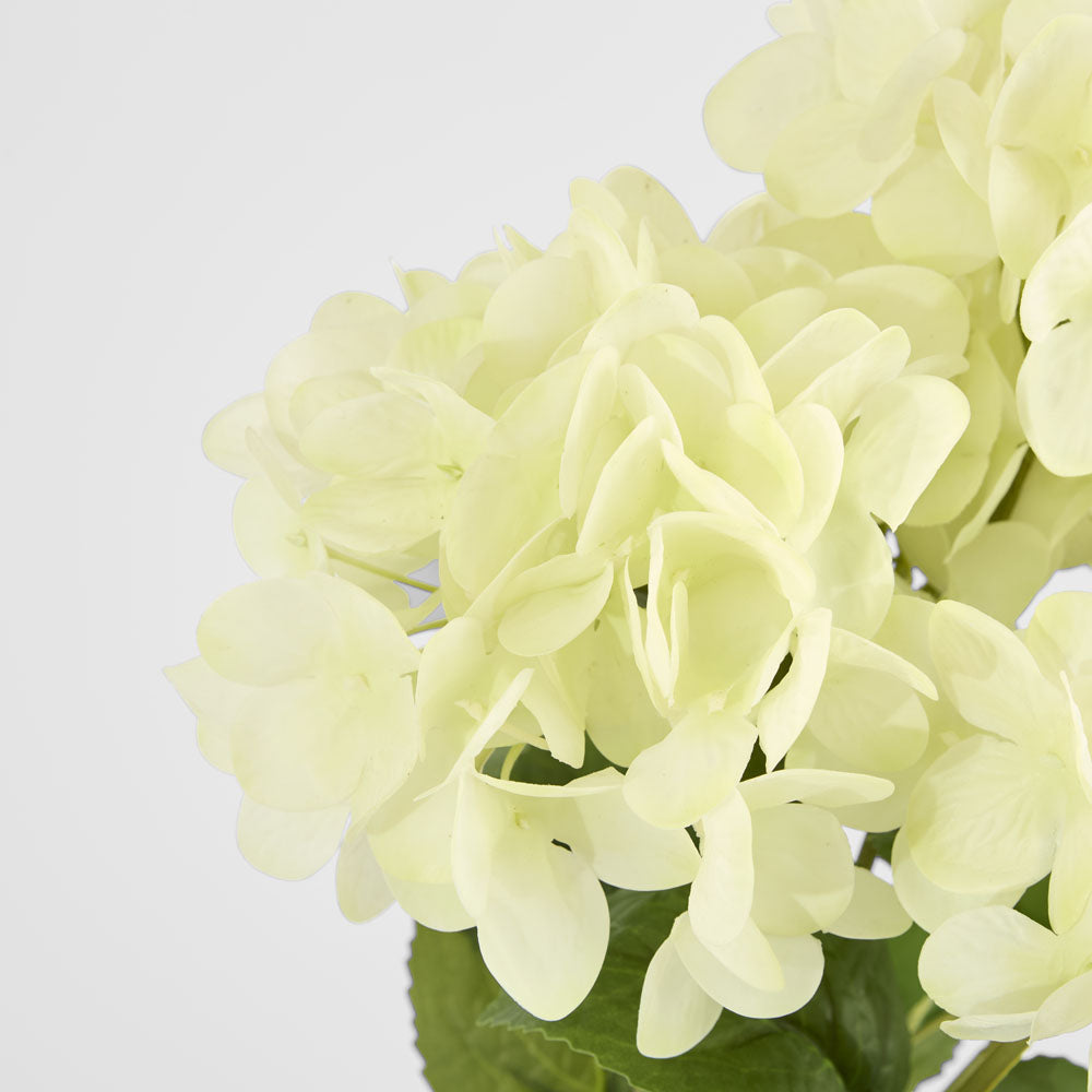 Hydrangea Fresh Touch Bunch White