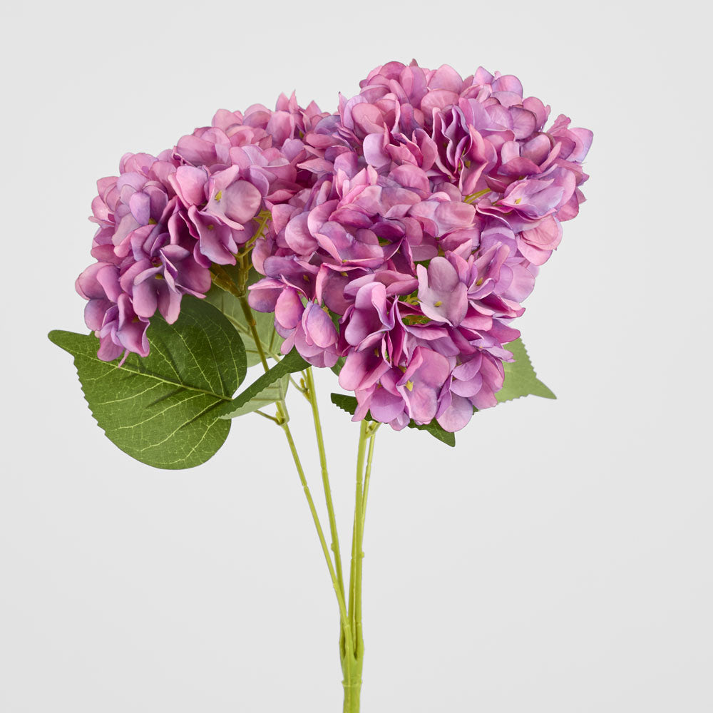 Hydrangea Yasmin Bunch Lavender