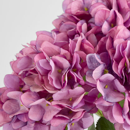 Hydrangea Yasmin Bunch Lavender