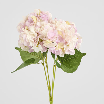 Hydrangea Yasmin Bunch Pink