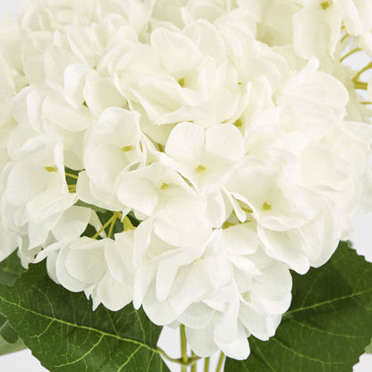 Hydrangea Yasmin Bunch White