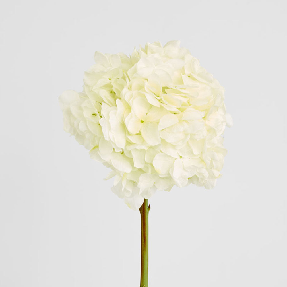 Hydrangea Ball Head Stem 48cm White