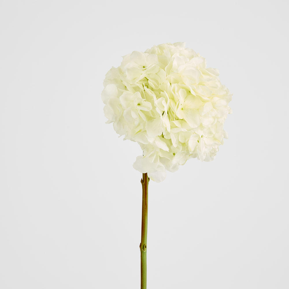 Hydrangea Ball Head Stem 48cm White