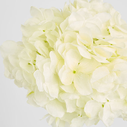 Hydrangea Ball Head Stem 48cm White