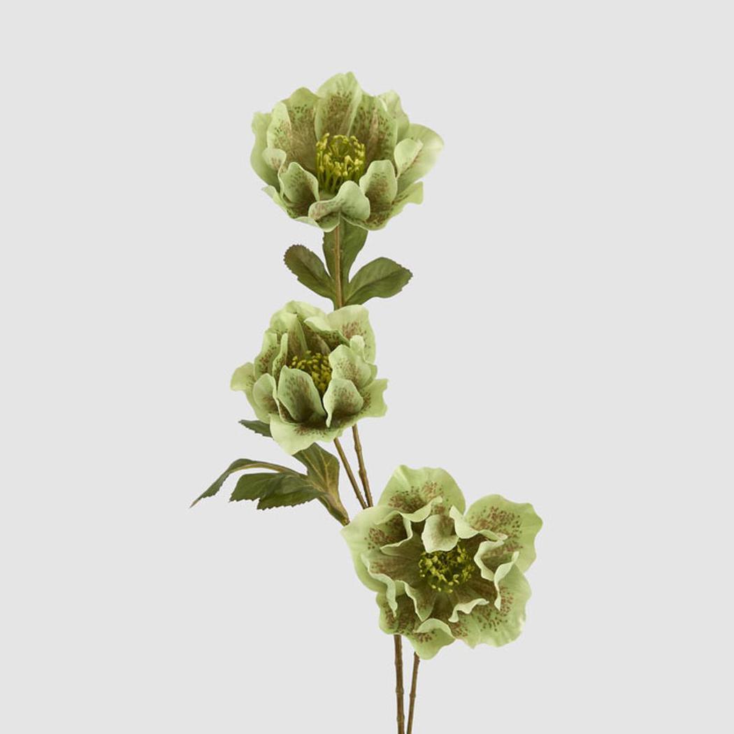 Helleborus Green 67cm