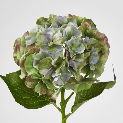 Hydrangea Susan Soft Touch Antique Green 52cm 6 pcs