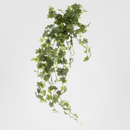 Ivy Bush Hanging Vine 85cm