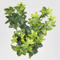 Ivy Bush Real Touch 80cm