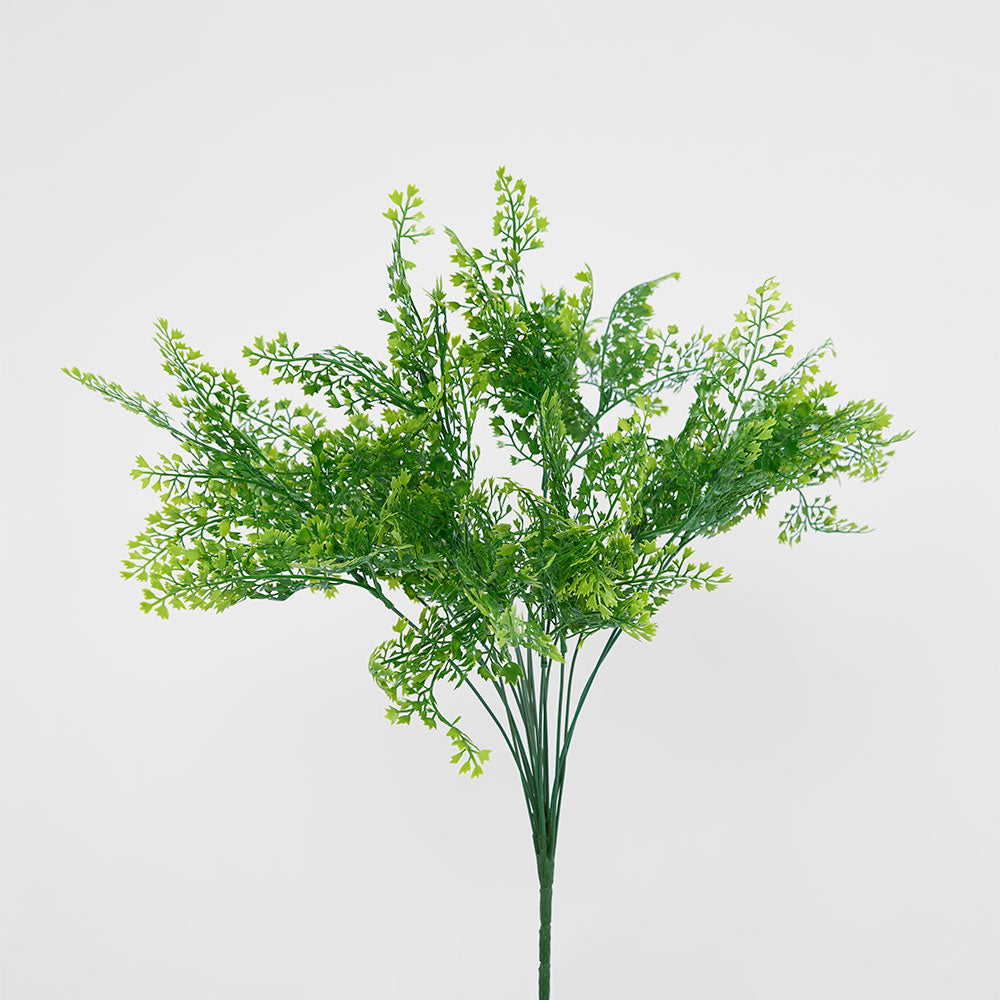 Maidenhair Fern Bush 3 pcs