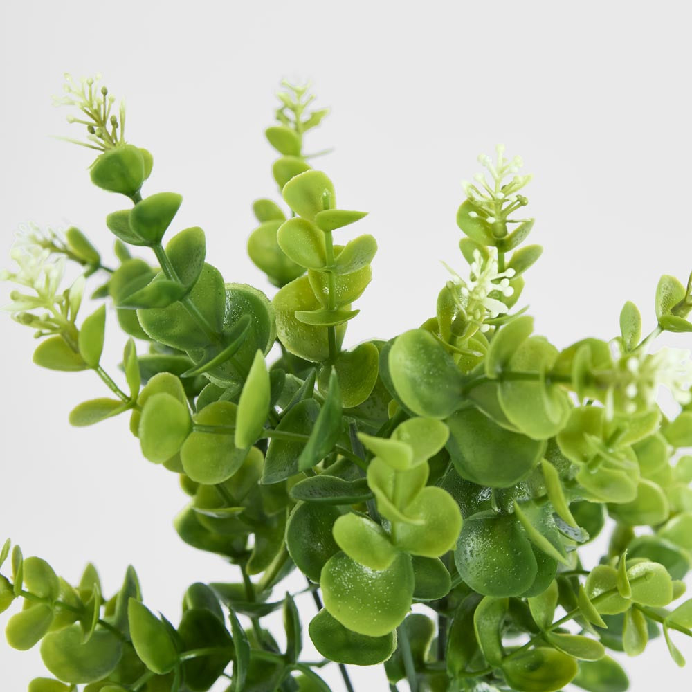 Flowering Eucalyptus Bush 2 pcs