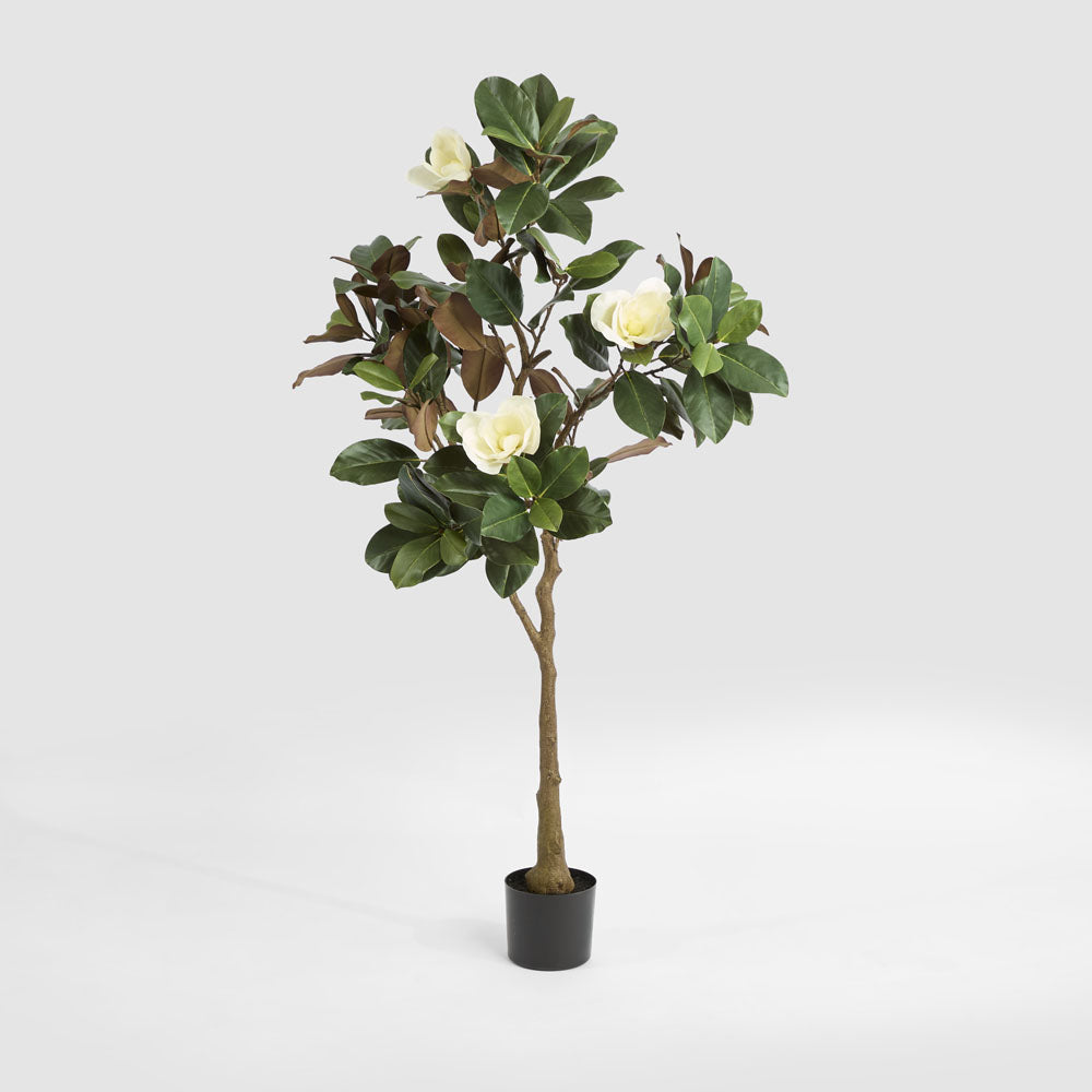 Magnolia Tree Potted 160cm