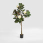 Magnolia Tree Potted 160cm