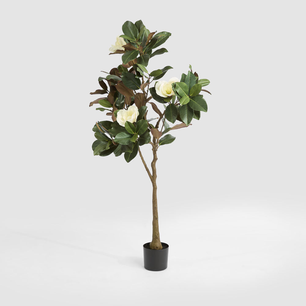 Magnolia Tree Potted 160cm