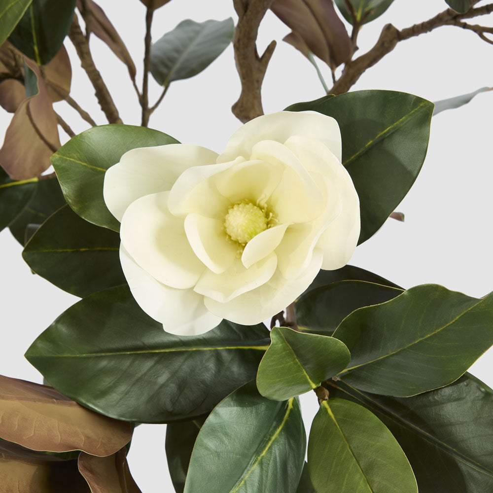 Magnolia Tree Potted 160cm