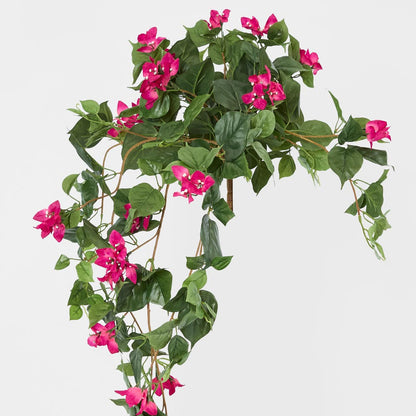 Bougainviilea Hanging Bush