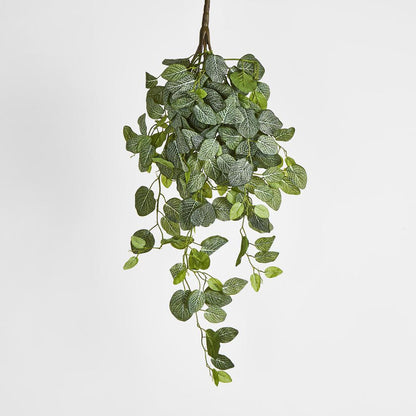 Long Fittonia Hanging Bush 83cm Green 3 pcs